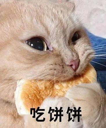 娱乐吃瓜君二豆猫